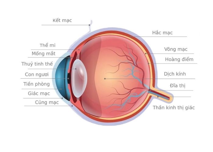 Kết mạc là khu vực mắt bao gồm kết mạc nhãn cầu tức là lớp màng mỏng trong suốt ở bề mặt lòng trắng.