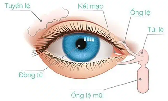 Phẫu thuật Kết Mạc, Giác Mạc